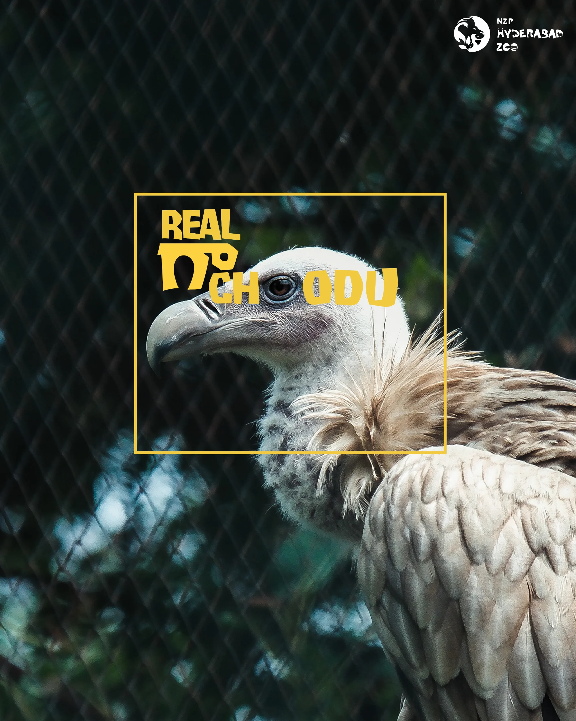 zoo